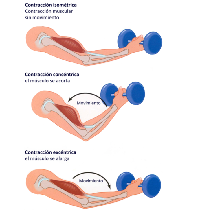 Tipos de contracciones musculares